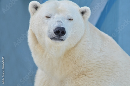 polar bear on white background