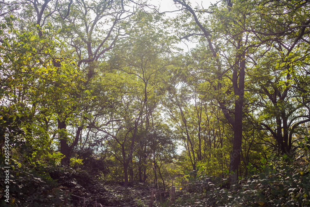 camino por las sierras tierra arboles bosque