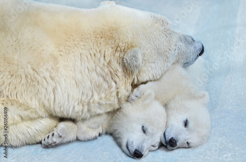 Polar bear with small cubs sleeping in the snow.