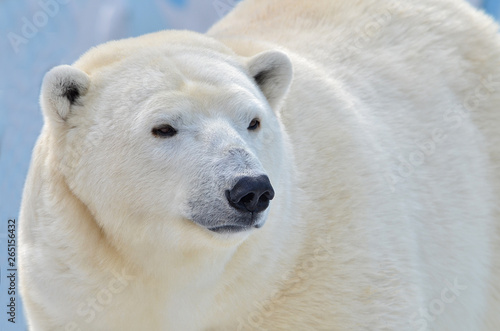 polar bear © elizalebedewa