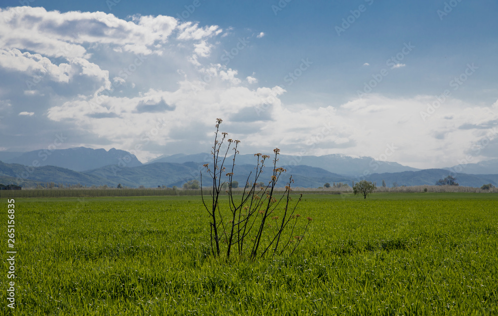 Fototapeta premium green field and blue sky