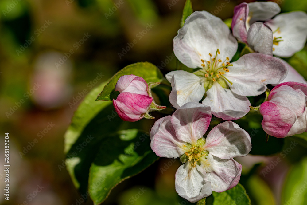Apfelblüte Apfelblüte