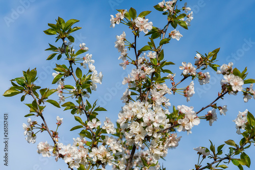 spring white blossom against blue sky. cherry blossom flower full bloom in blue sky spring season