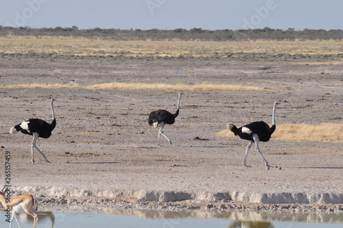 Namibia: Ostriches in Etosha National park. photo