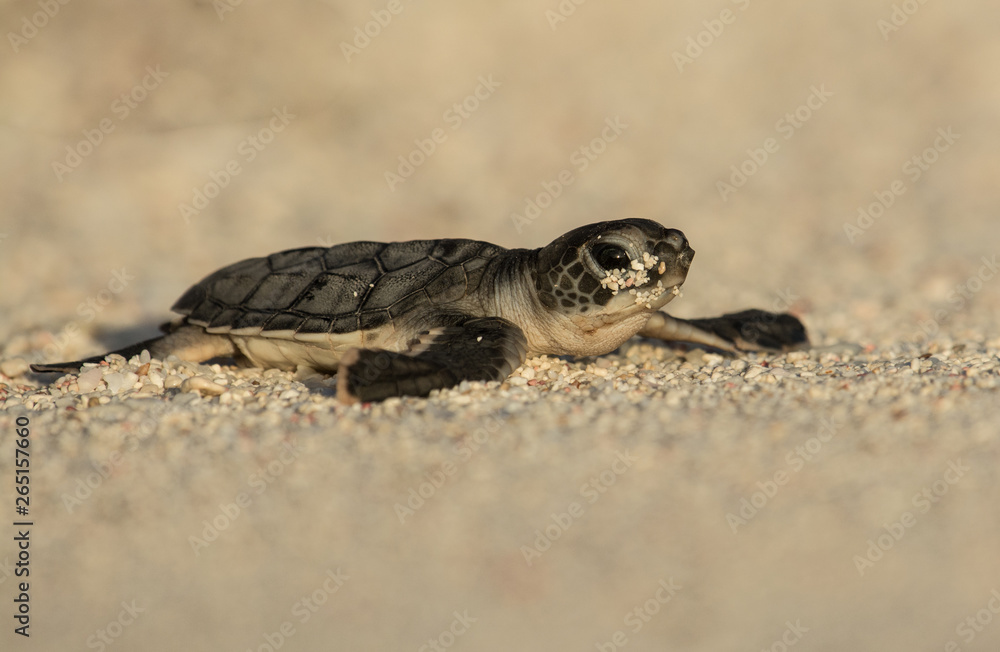 Fototapeta premium Baby Green Sea Turtle