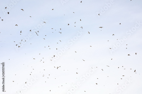 Flock of birds swallows Sand Martin  