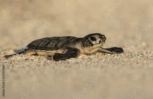 Baby Green Sea Turtle