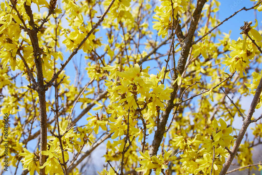 Blooming forsythia in the garden. Spring flowers, close up of golden forsythia flowers Blooming forsythia in the garden. Spring flowers, close up of golden forsythia flowers