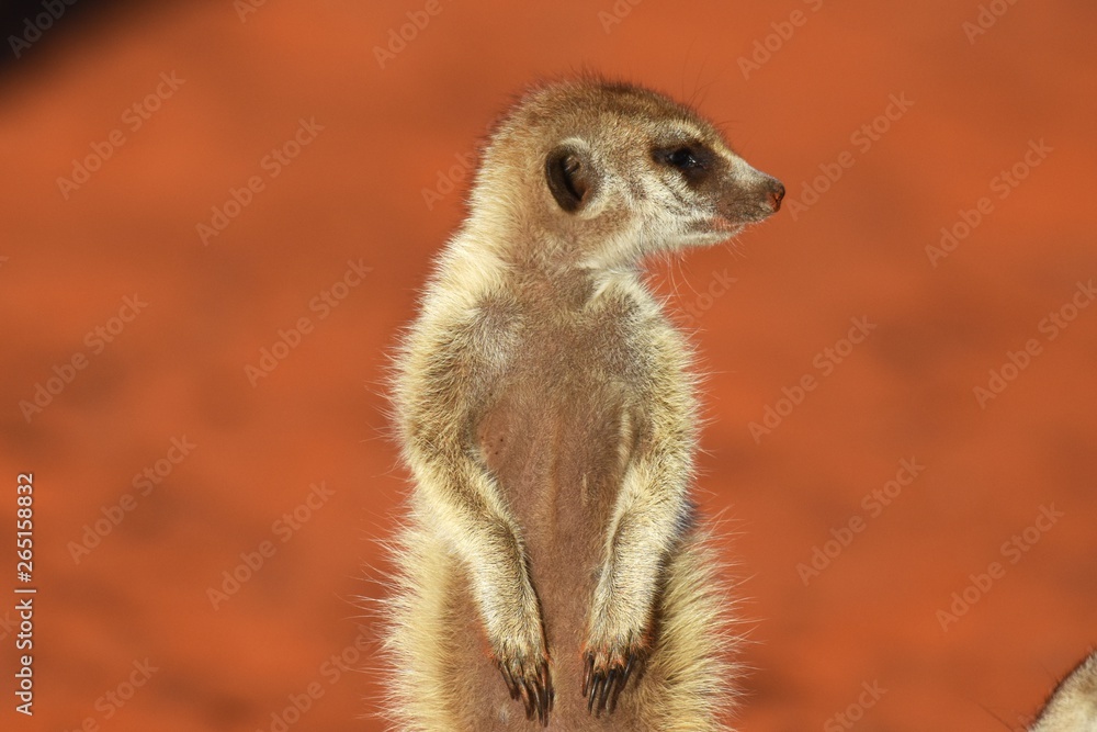 Fototapeta premium wachsames Erdmännchen (suricata suricatta) in der Kalahari in Namibia