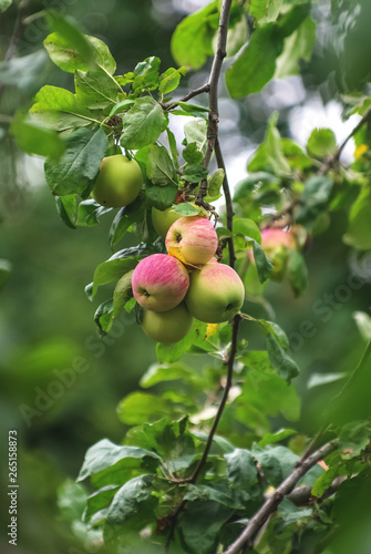 large bunches of ripe apples hanging in a bunch on a tree branch in the Apple orchard
