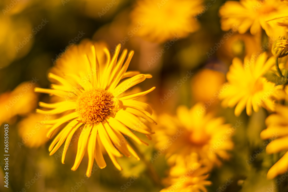 Yellow flowers isolated with a blurred background Yellow flowers isolated with a blurred background