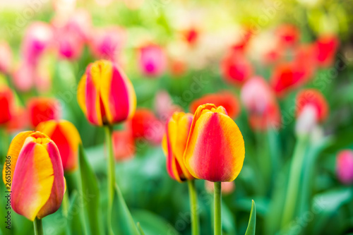 Tulips in a garden isolated with a blurred background