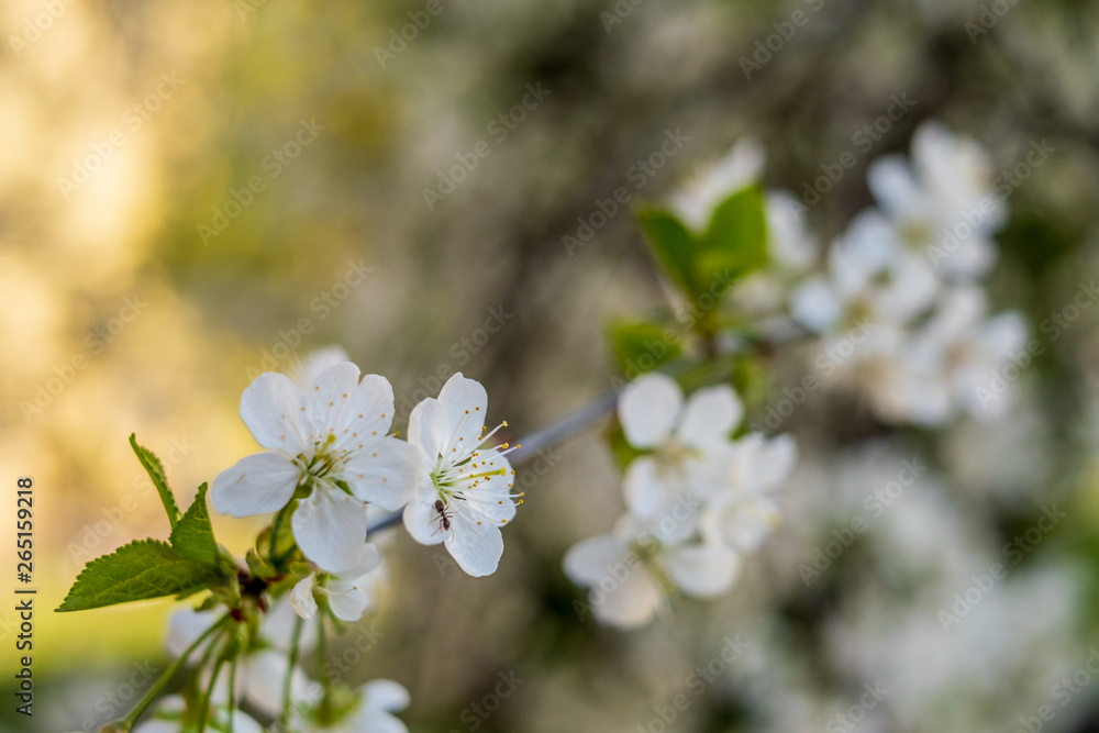 Cherry tree blossom close up isolated
