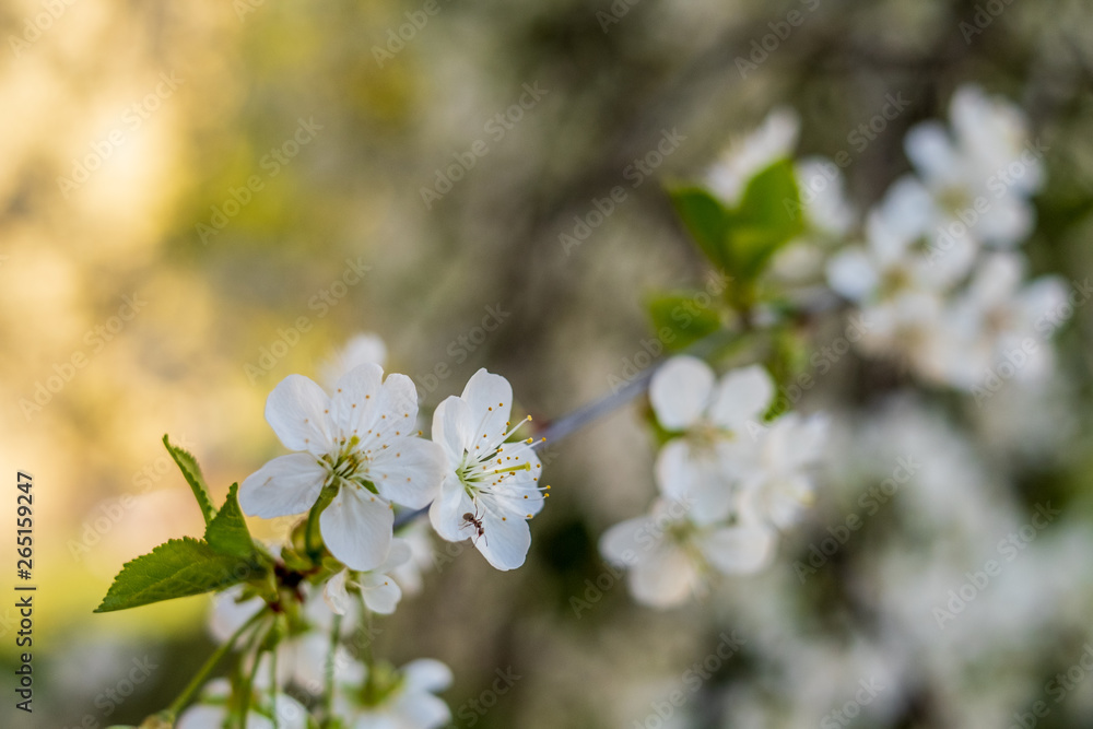 Obraz premium Cherry tree blossom close up isolated