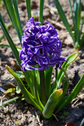 Growing hyacinth flowers  with green leaves. Spring flowers. The perfume of blooming hyacinths is a symbol of early spring. Close up.