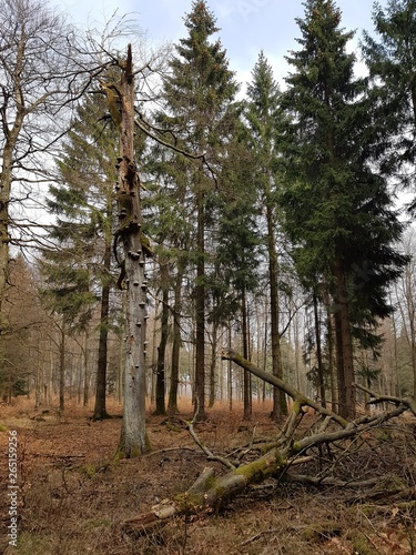 Wald