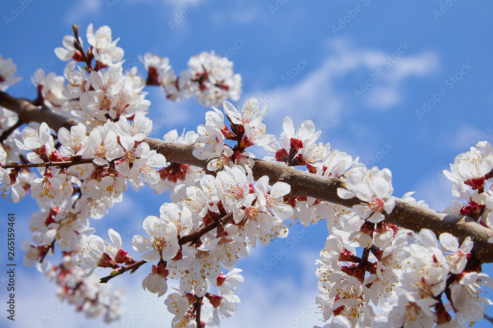 Branch of a blossoming apricot tree. Apricot tree flower, seasonal floral nature background, shallow depth of field Branch of a blossoming apricot tree. Apricot tree flower, seasonal floral nature background, shallow depth of field