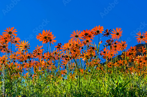 Fototapeta Naklejka Na Ścianę i Meble -  Bright orange daisies silhouetted against sky
