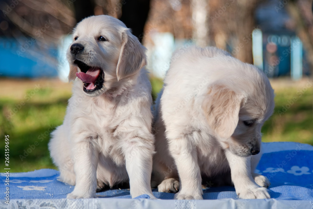 golden retriever puppy golden retriever puppy