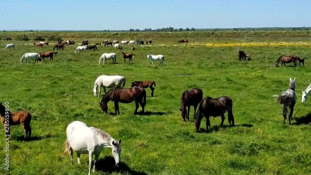 Purebred andalusian spanish horses, mares and foals grazing in Purebred andalusian spanish horses, mares and foals grazing in