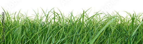 Grass isolated on white. Summer or Spring border.