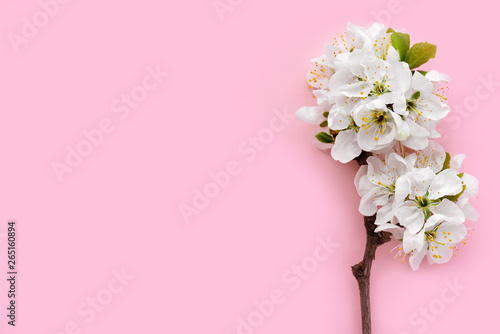 Pattern of white flowers on a pastel pink background. Spring background. Flat lay  copy space  top view.