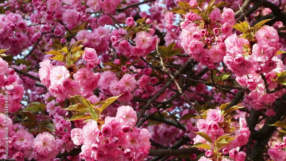 Branches of blooming pink sakura (flowering cherry) swaying on the wind in spring Branches of blooming pink sakura (flowering cherry) swaying on the wind in spring