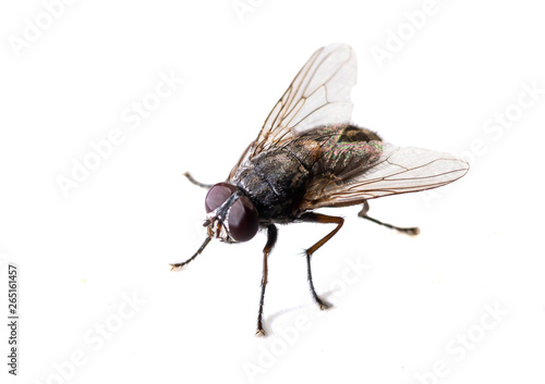 ordinary black fly sitting on a white background close-up