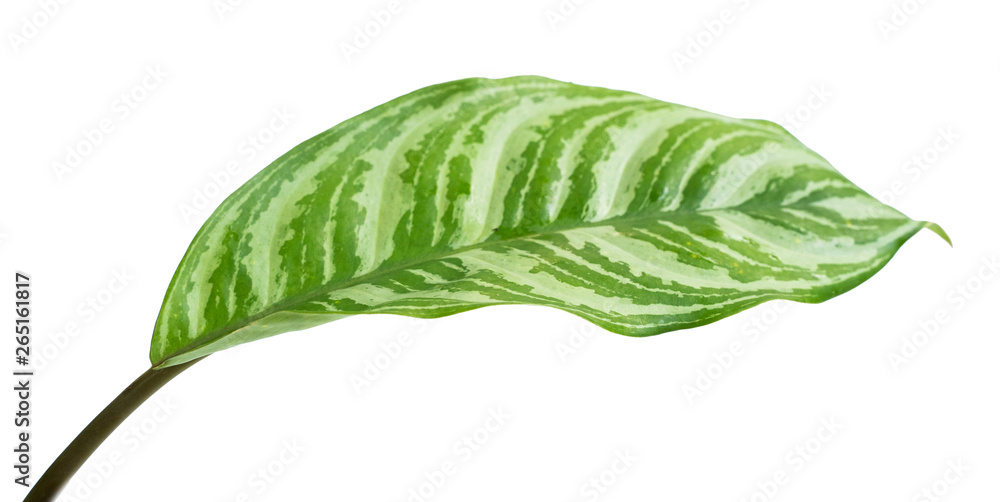 Close up of leaf stem of Aglaonema with a white background Close up of leaf stem of Aglaonema with a white background