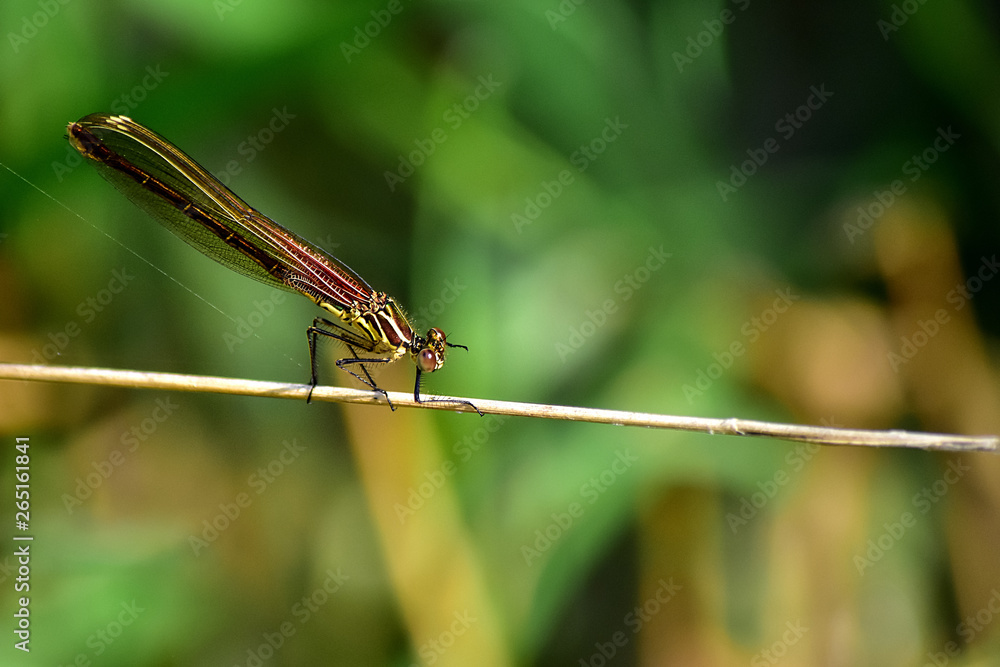 Red Dragonfly Perched on a Grass Stalk Red Dragonfly Perched on a Grass Stalk