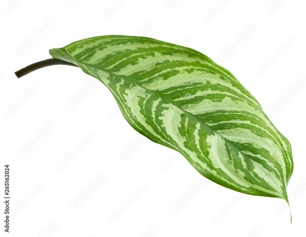 Close up exotic shape leaves Aglaonema on white background - obrazy, fototapety, plakaty 