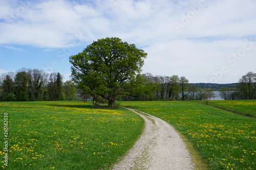 alte Eiche neben Pfad in Frühlingswiese