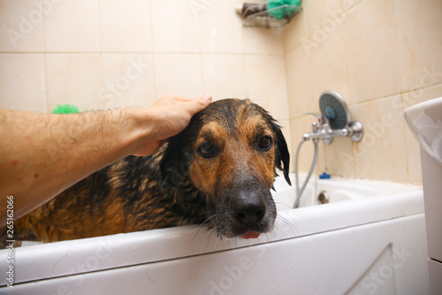 Bathing of the sad mixed breed dog. Dog taking a bubble bath. Grooming dog. © Alexandr
