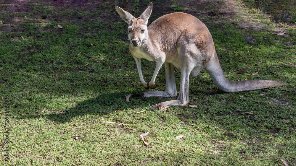 Australian red kangaroo looks curious as he is photographed, Western Australia Australian red kangaroo looks curious as he is photographed, Western Australia