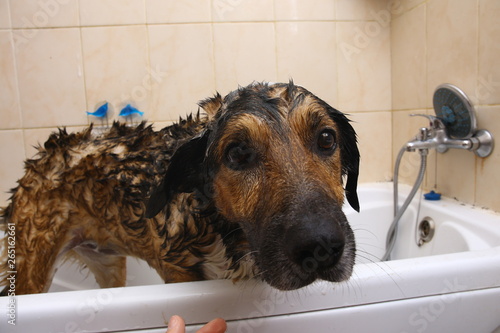 Bathing of the sad mixed breed dog. Dog taking a bubble bath. Grooming dog. © Alexandr