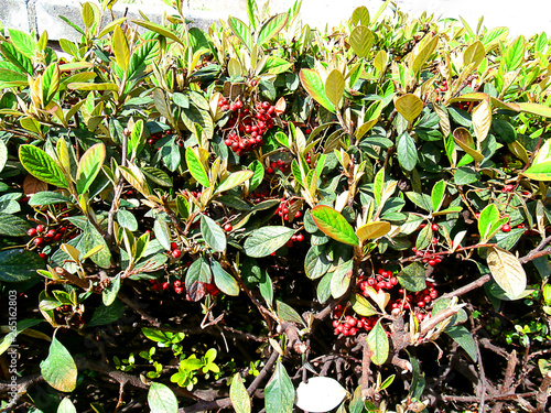 Close up tree leaves. Green plants.