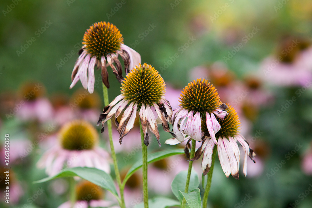 Flora Flowers Colourful Solitary Purple Orange Coneflower in a Green Garden Flora Flowers Colourful Solitary Purple Orange Coneflower in a Green Garden