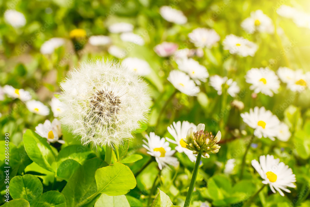 White dandelion ball on a meadow blurred background of blooming daisies. Dandelion seeds are ready to fly on a sunny spring day. White dandelion ball on a meadow blurred background of blooming daisies. Dandelion seeds are ready to fly on a sunny spring day.