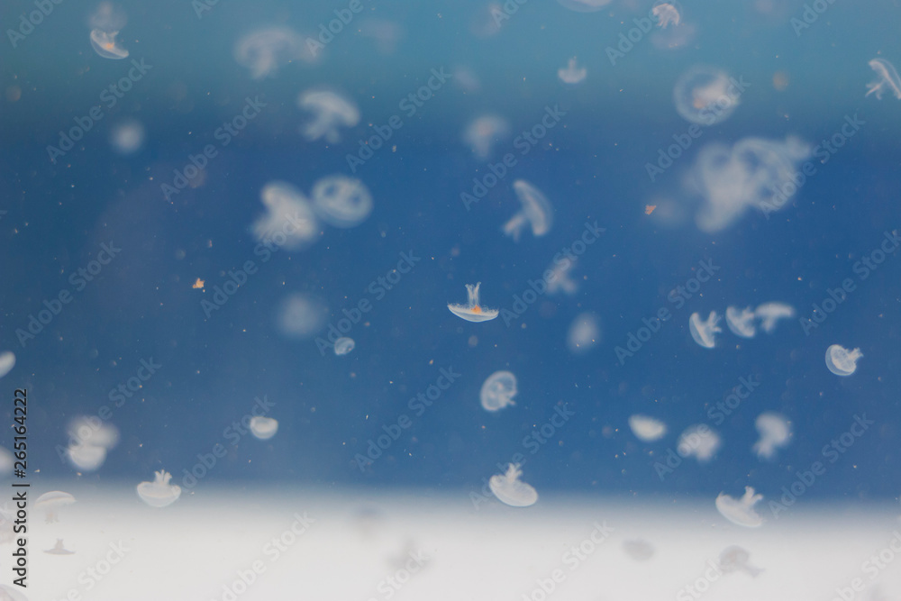Small jellyfish in blue transparent water close-up, sea background Small jellyfish in blue transparent water close-up, sea background
