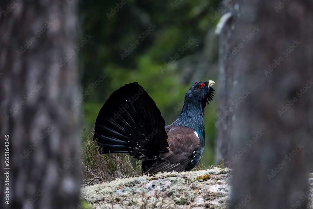 Wood Grouse framed by pine trees Wood Grouse framed by pine trees