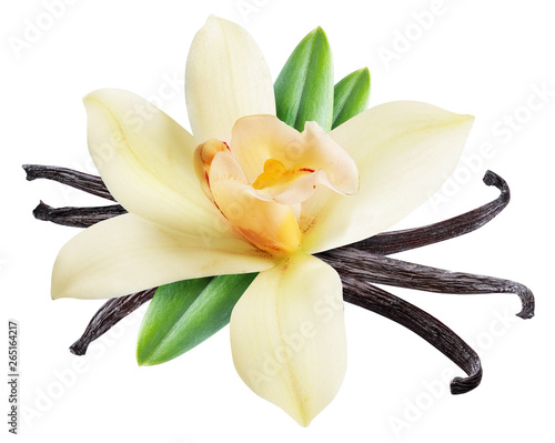 Dried vanilla sticks and orchid vanilla flower. File contains clipping path. photo