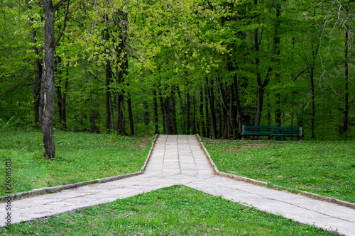 Converging forest path leading deep into the forest.