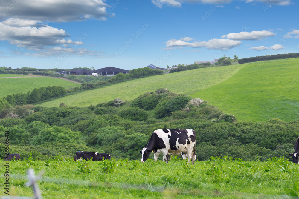 Perfect farm cows on a green meadow