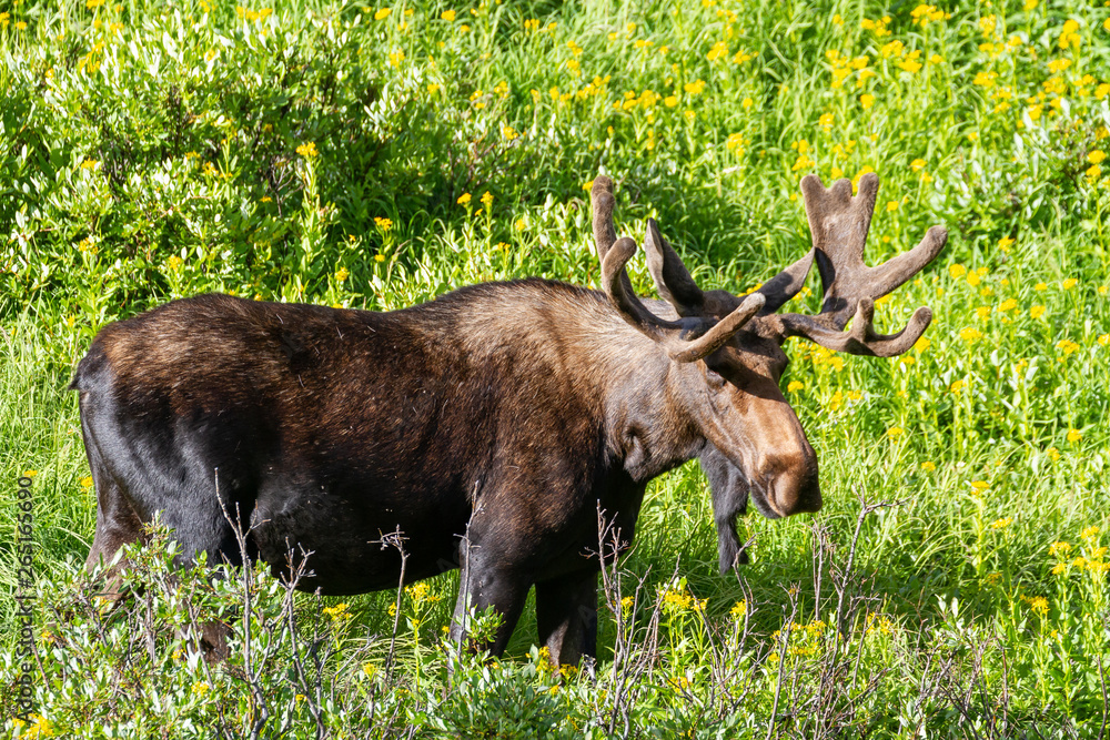 Shiras Moose in the Rocky Mountains of Colorado Shiras Moose in the Rocky Mountains of Colorado