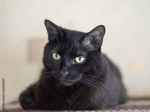 Black cat lies on a mat and looking at camera, selected focus
