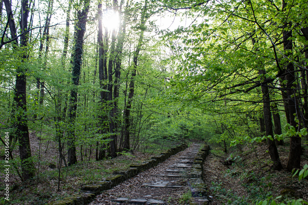 old stone, going up and deep into the forest, stairs in a forest park, covered with moss and last year's leaves old stone, going up and deep into the forest, stairs in a forest park, covered with moss and last year's leaves