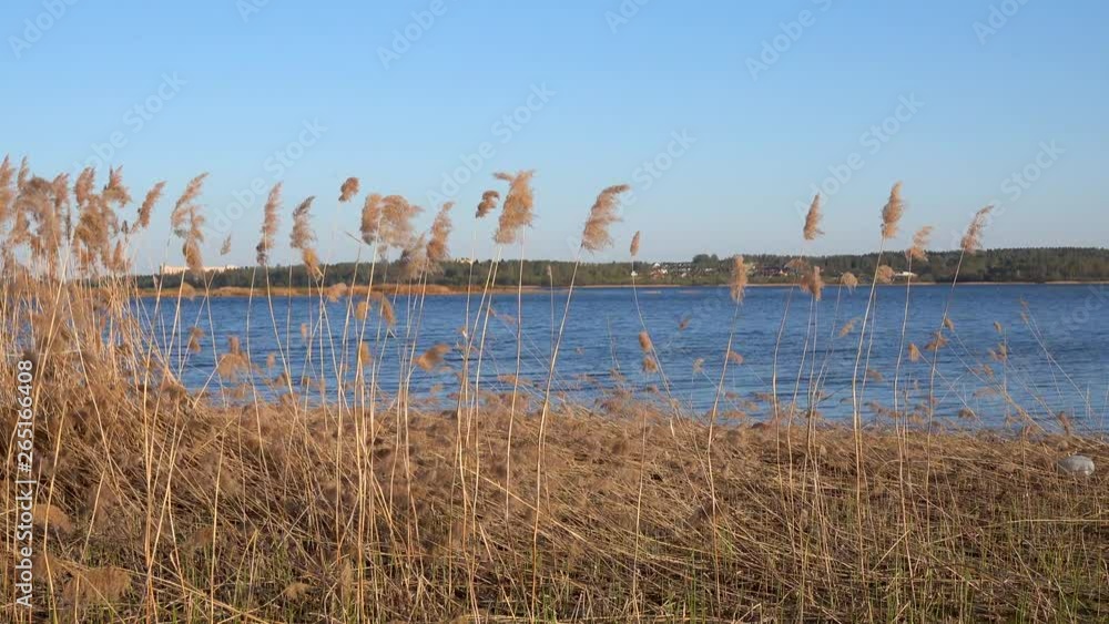 Beautiful view of the reeds on the lake,4k video Beautiful view of the reeds on the lake,4k video