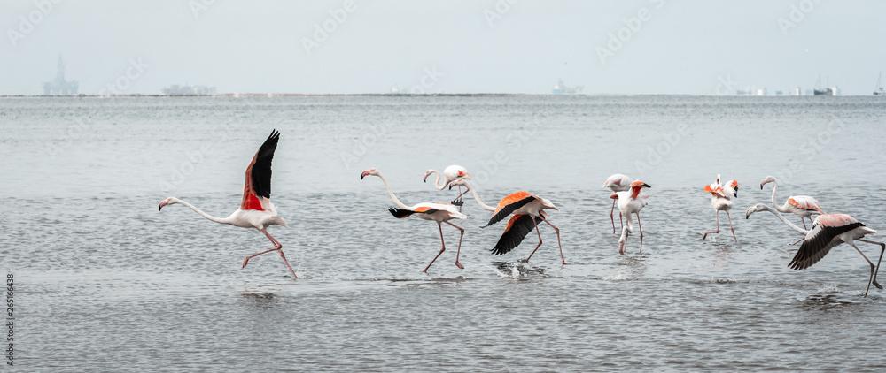 Pink flamingos moving, sea, africa