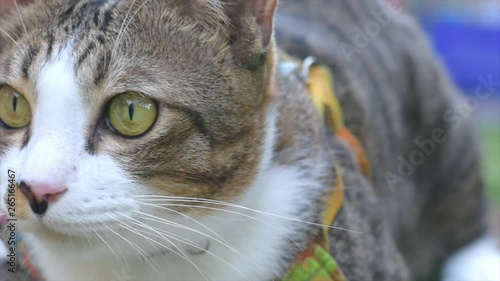 Thai cat smile on the field on blurred tree background for animal image