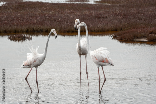 Pink flamingos, sea, africa